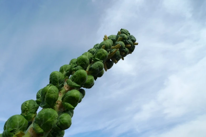 a large, leafy plant that is growing up into the sky