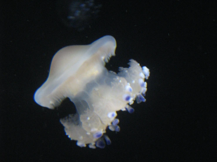 the underside of a jellyfish at night