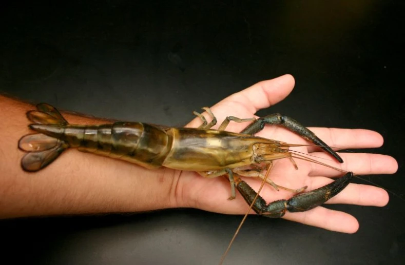 the hand holds a real shrimp in its hand