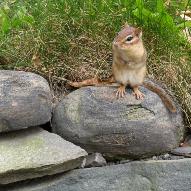 the squirrel is standing on top of two large rocks