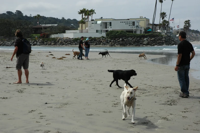 dogs on a beach with people standing around