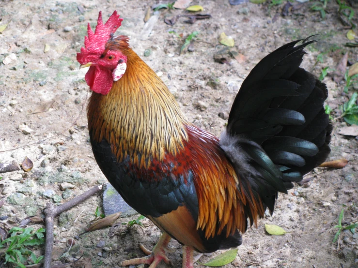 a black and red rooster is standing on the ground