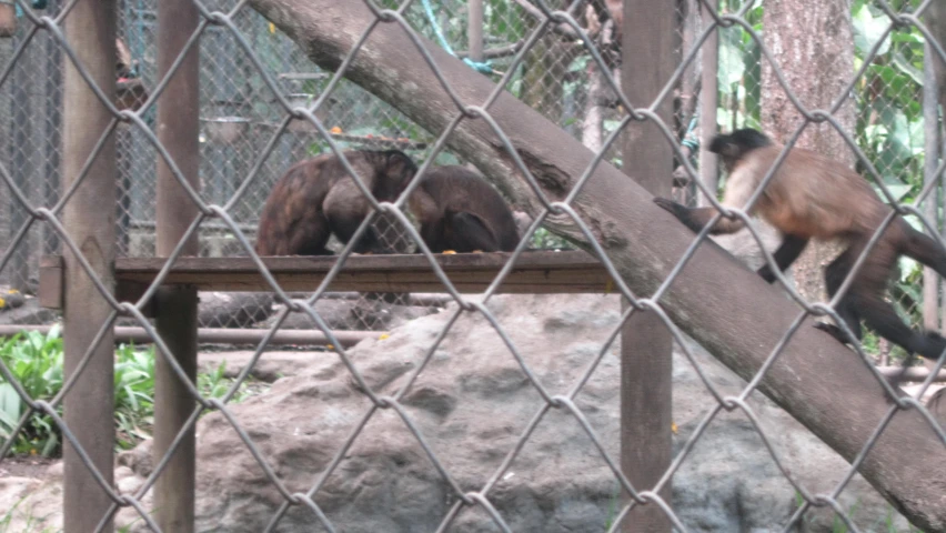 a monkey that is standing on a fence