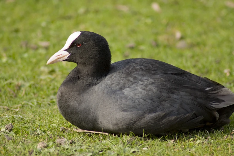a black and white duck on some grass