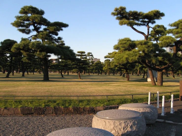 a park filled with lots of tall trees