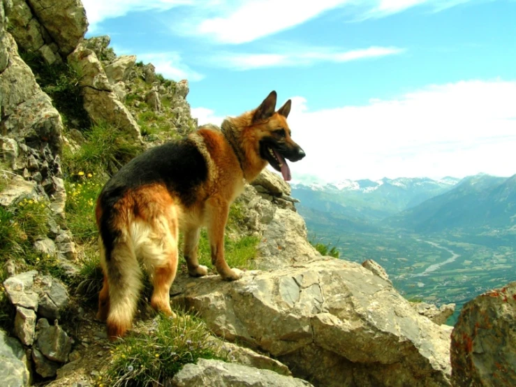a german shepherd standing on a mountain cliff