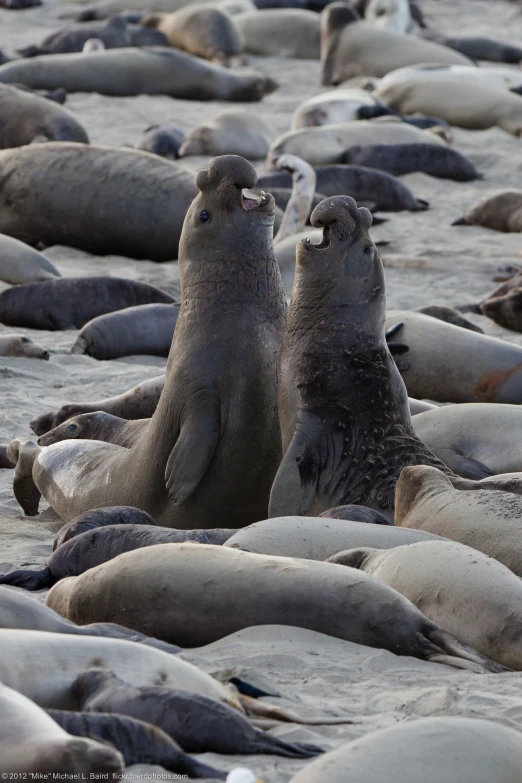 two gray seal puppies on a sandy beach