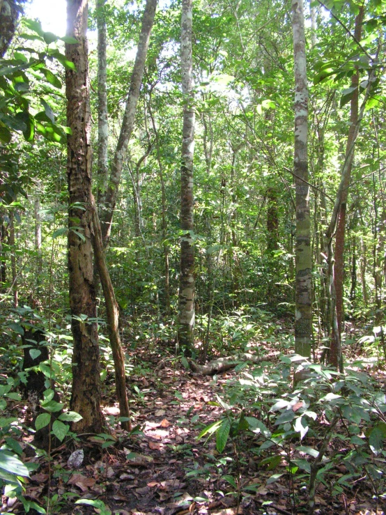 a group of trees and bushes in the woods