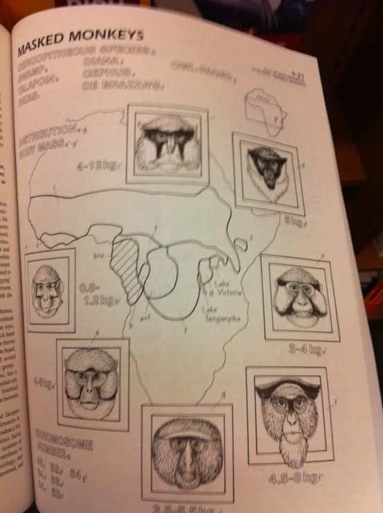 a open book showing various animal's bones and features