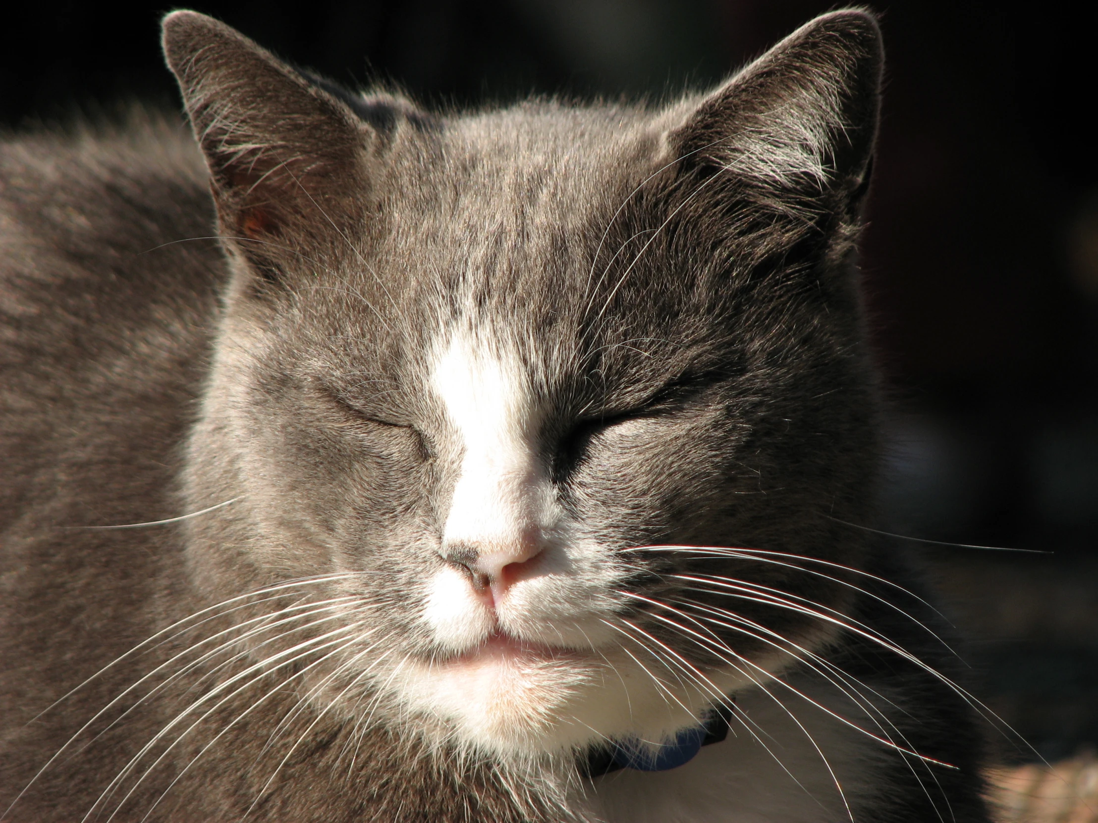 a gray and white cat is sleeping on the ground