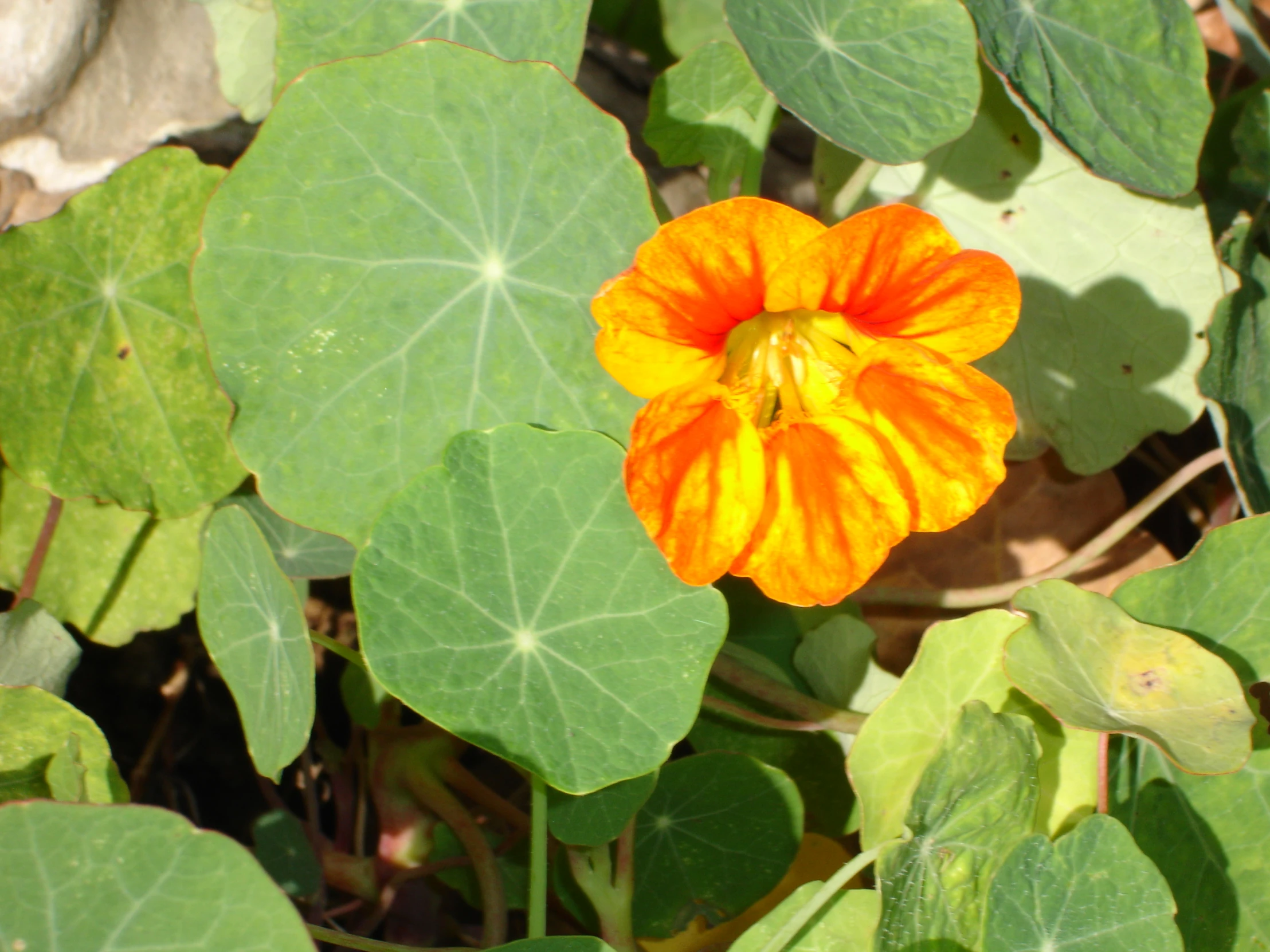 an orange and yellow flower in the middle of a leafy field