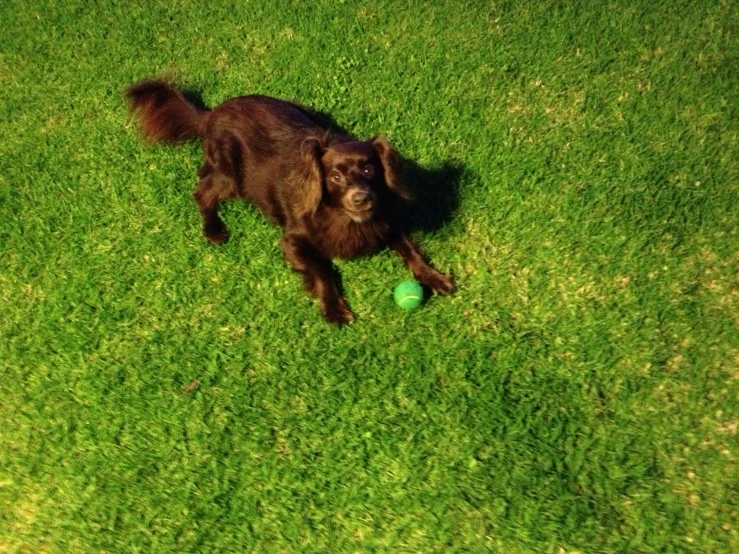 a dog is laying in the grass with its ball