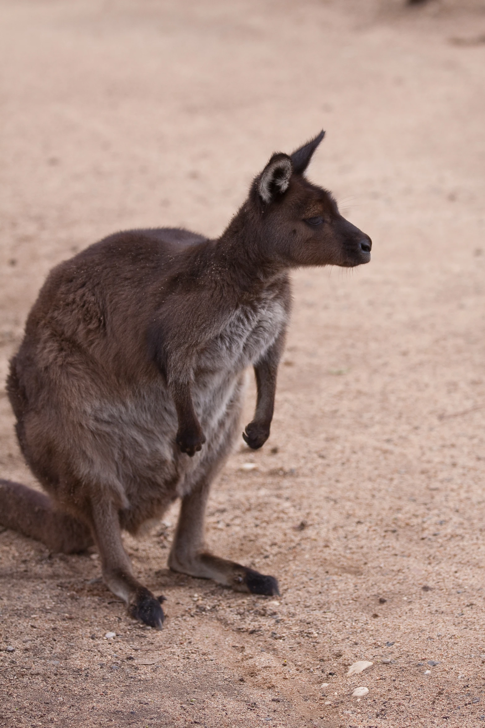 a small kangaroo sitting on the ground on his hind legs