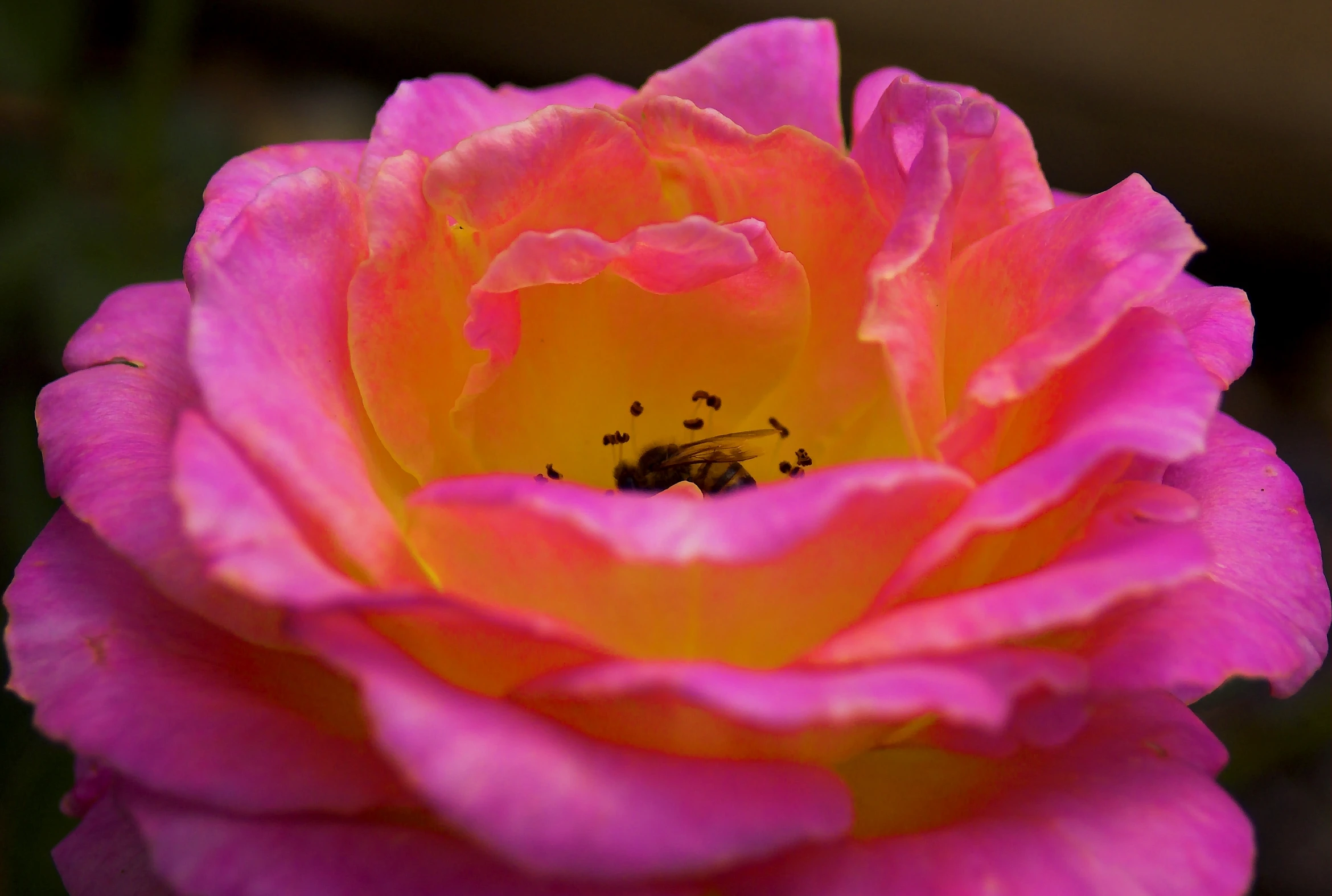 a small bee on top of a rose