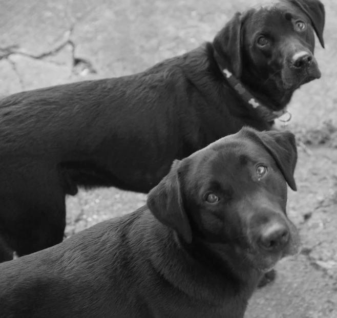 two black dogs looking up while sitting down