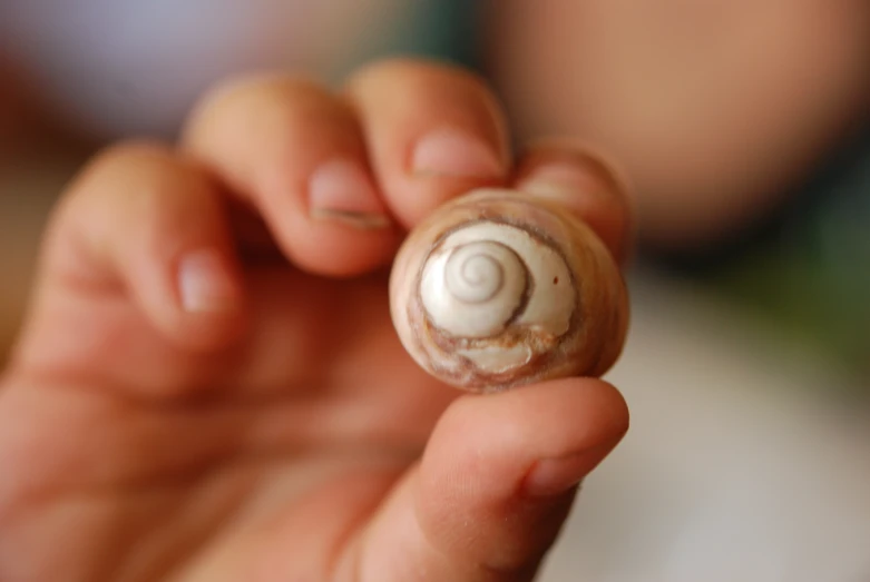 the small shell is held in front of someone's face