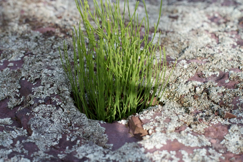 small green spiky grass sprouting out of the  in a rock