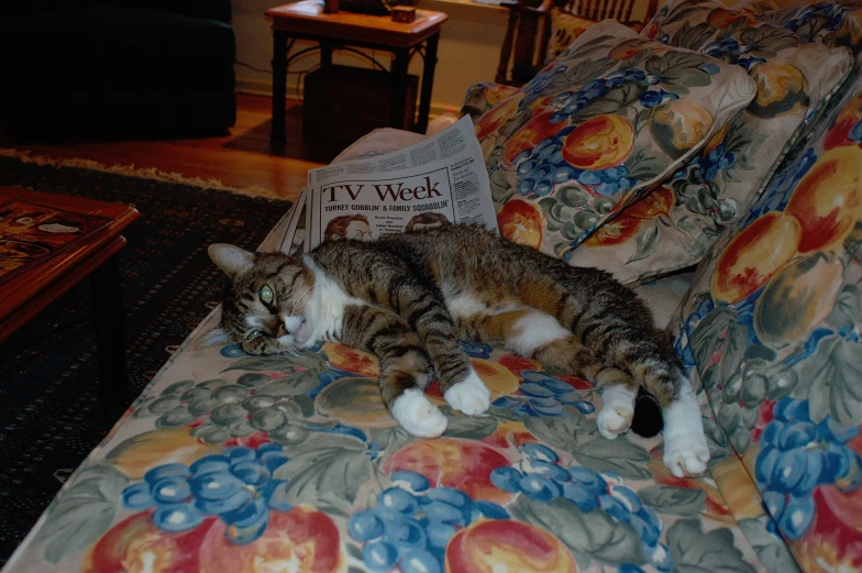 two cats laying on a couch in a room