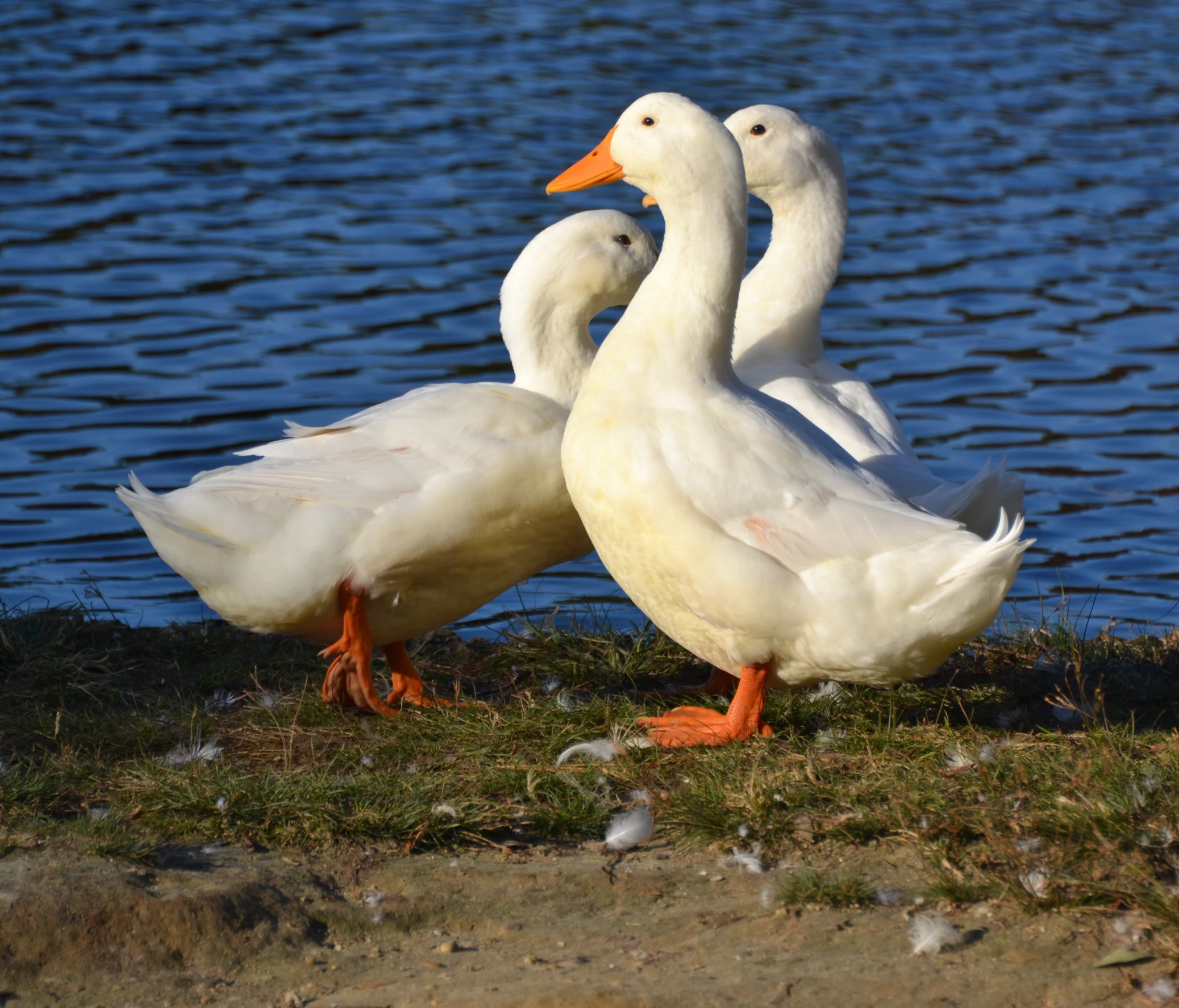 two ducks stand on grass near water