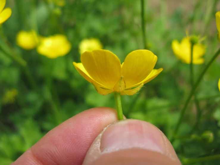 the small flower is yellow in color