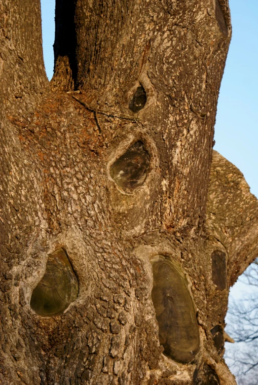 there is a tree with some faces on it