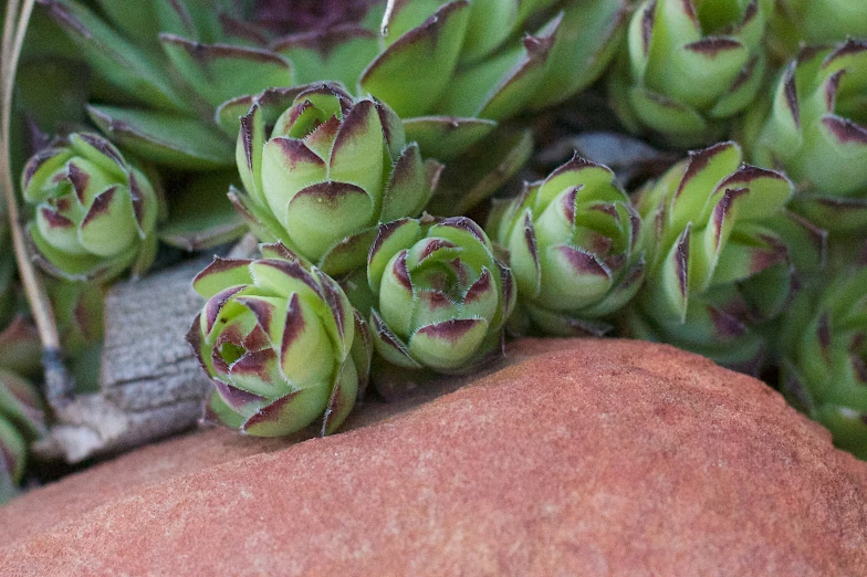 a small group of green flowers on a rock