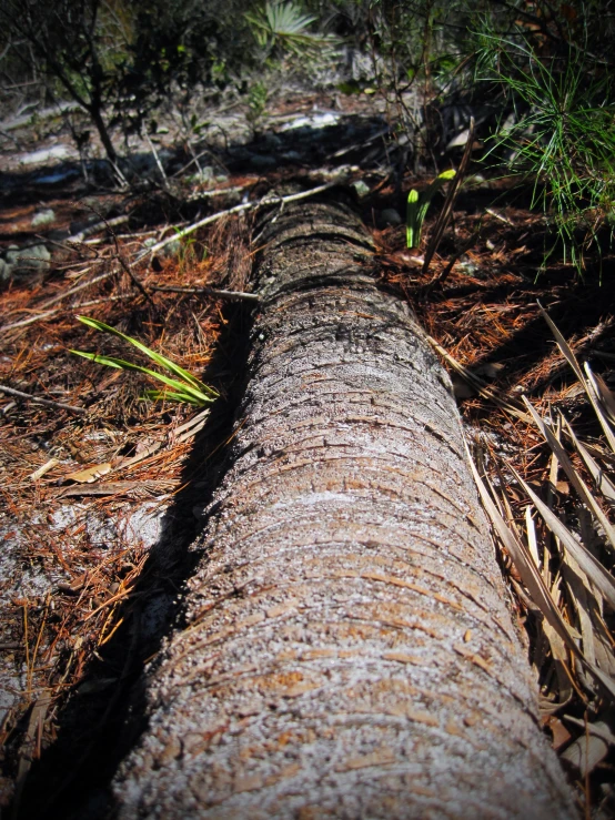 a wood log that is laying on the ground