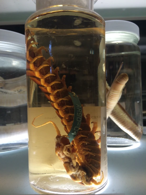 an image of two scorpion bugs inside a jar