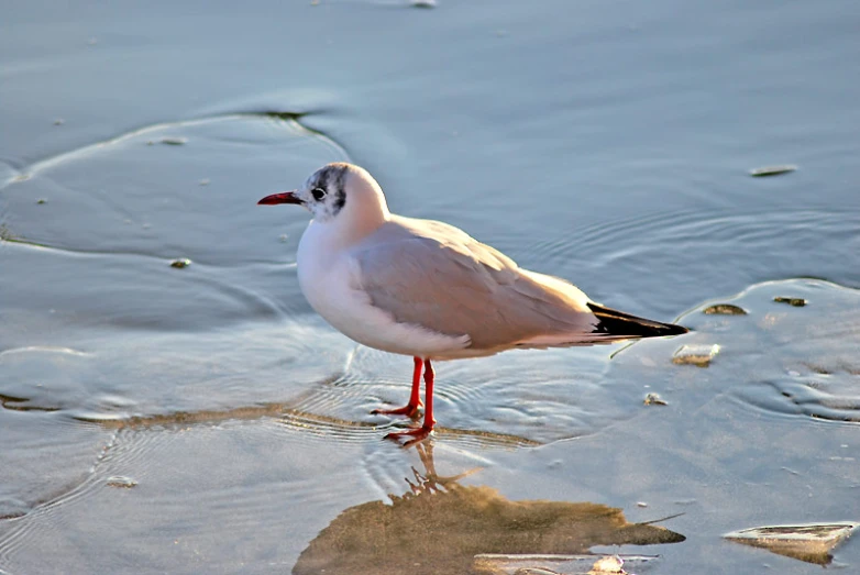a seagull walking in the water, partially submerged