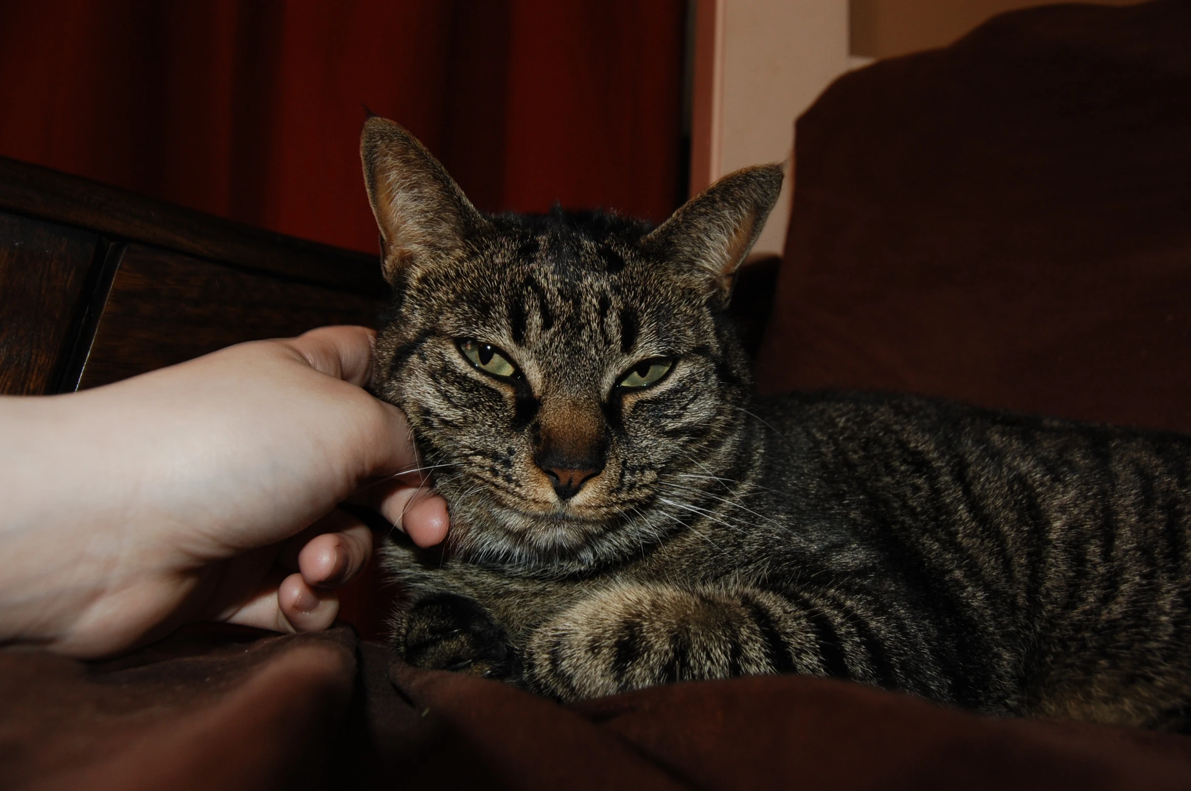 a cat sitting on a chair with its owner