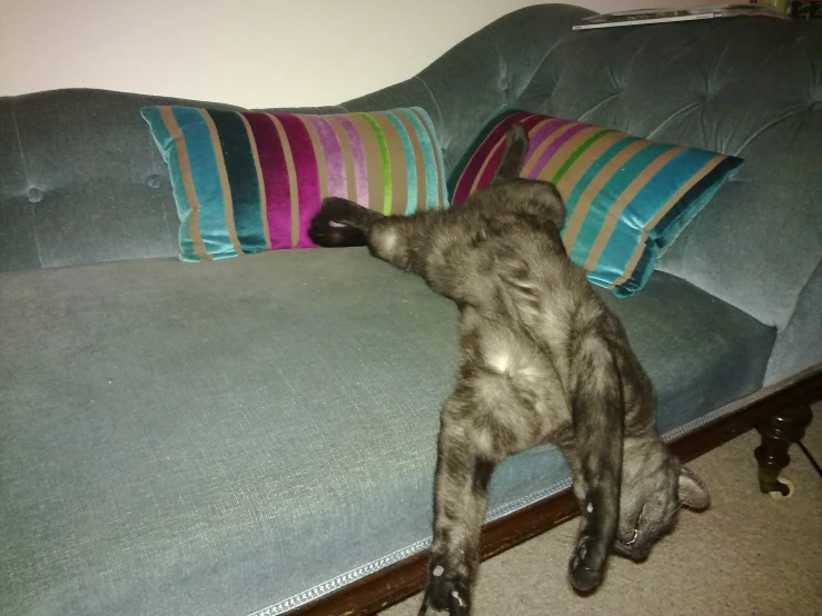 a cat that is laying down on a blue couch