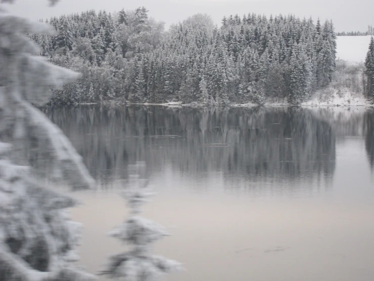 snow covered trees and water with a gray sky