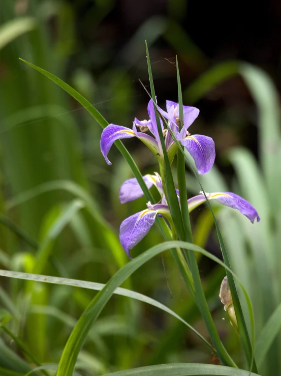 blue and purple flowers are in a grassy field