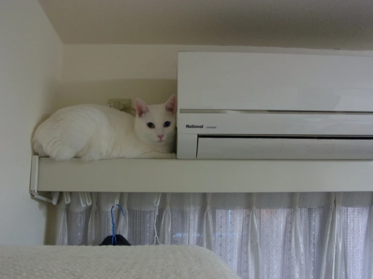a cat sitting in the bottom shelf of a cabinet