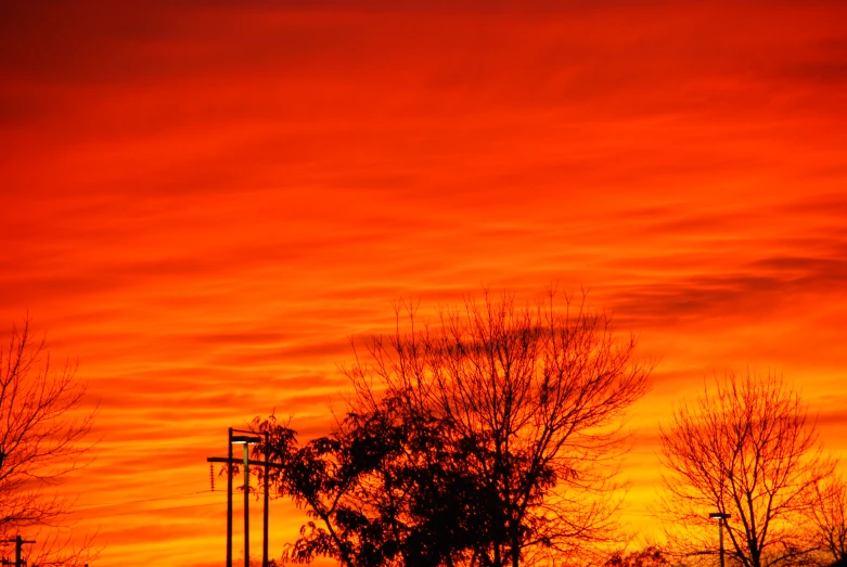 a po with trees and a orange sky