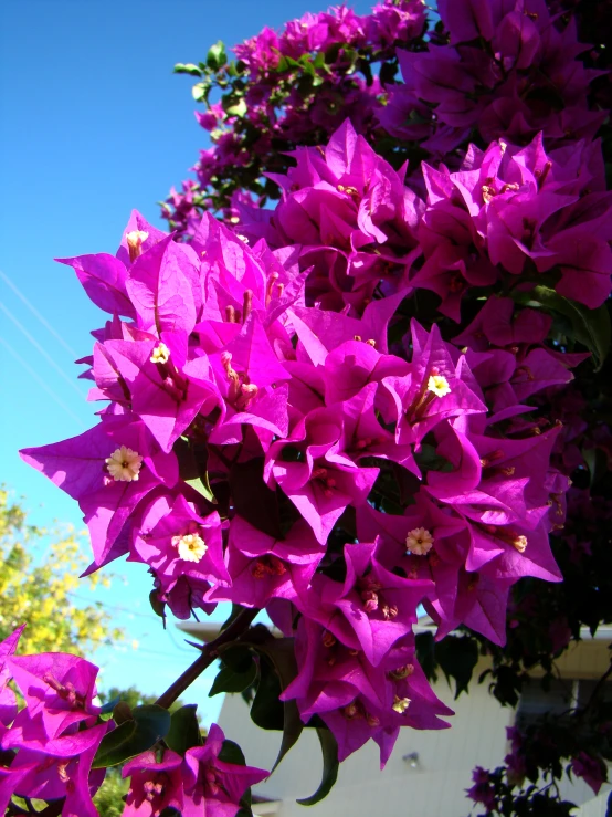 large flowers with some purple petals are in bloom