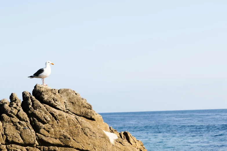 a bird standing on top of a rock