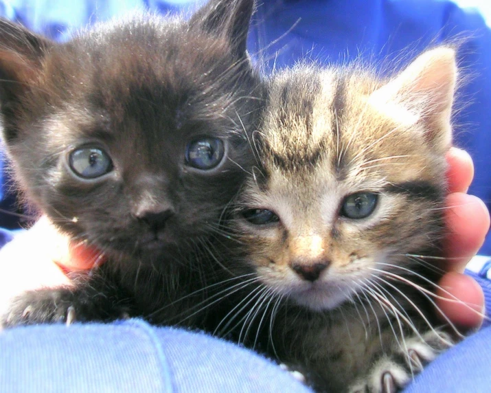 someone holding two kittens together in their arms