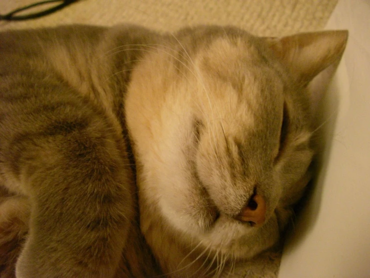 a cat is curled up sleeping on a chair