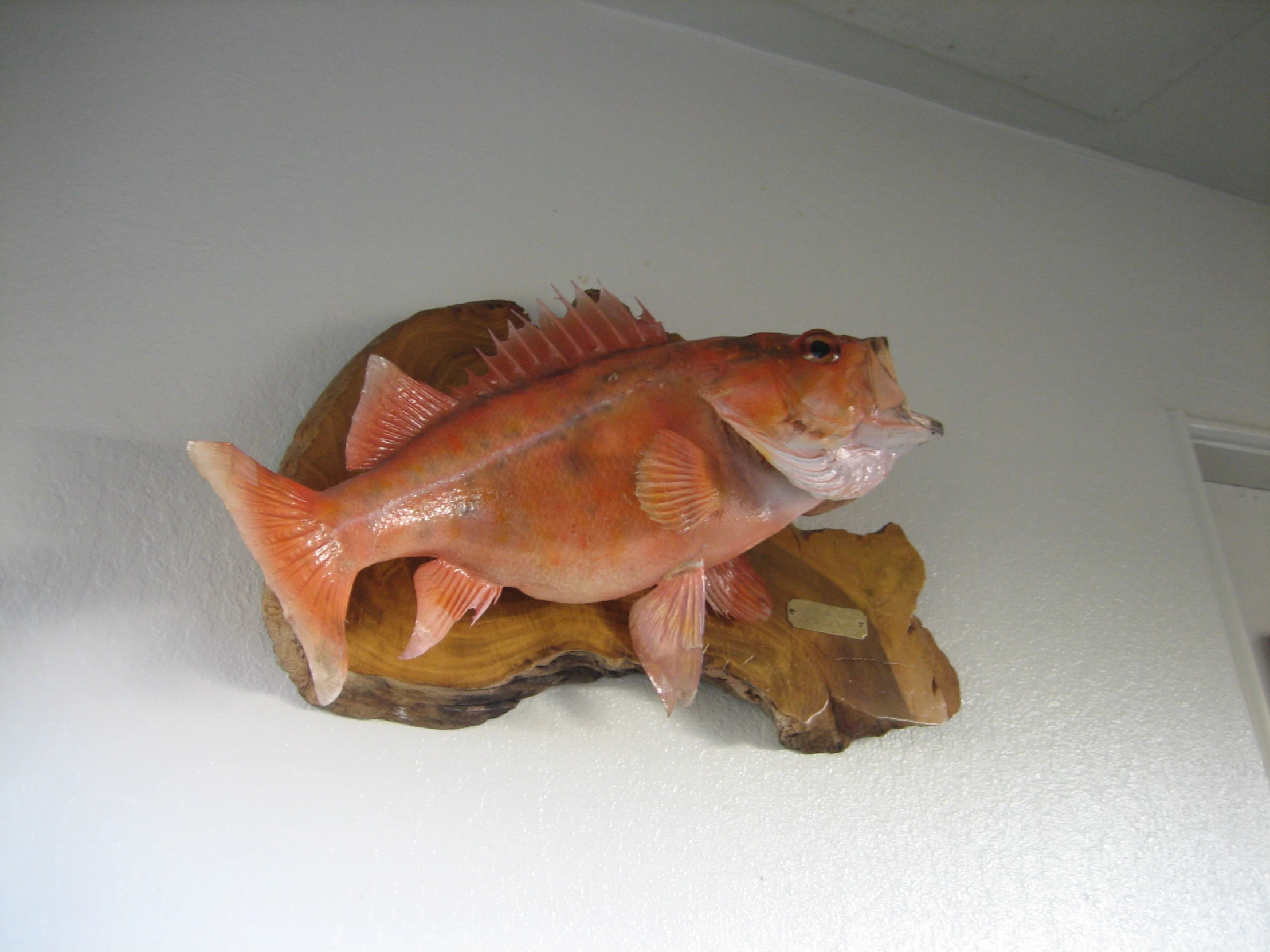 a red fish statue on a wall next to another orange fish