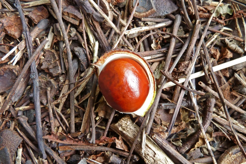 an object lying on the ground surrounded by dead nches