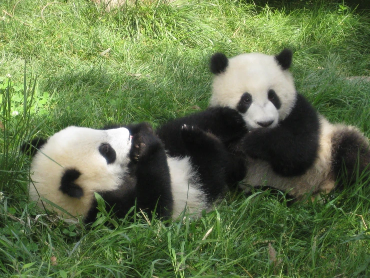 two panda bears are sitting in the grass