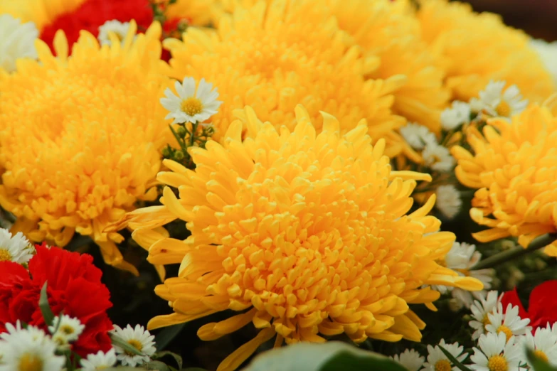 colorful flowers with lots of leaves scattered about them