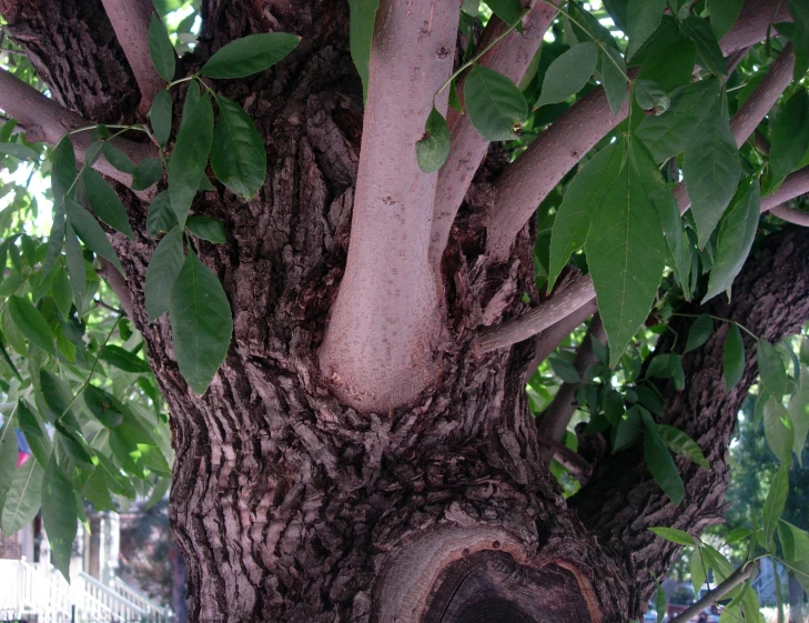 an apple tree is shown with lots of leaves