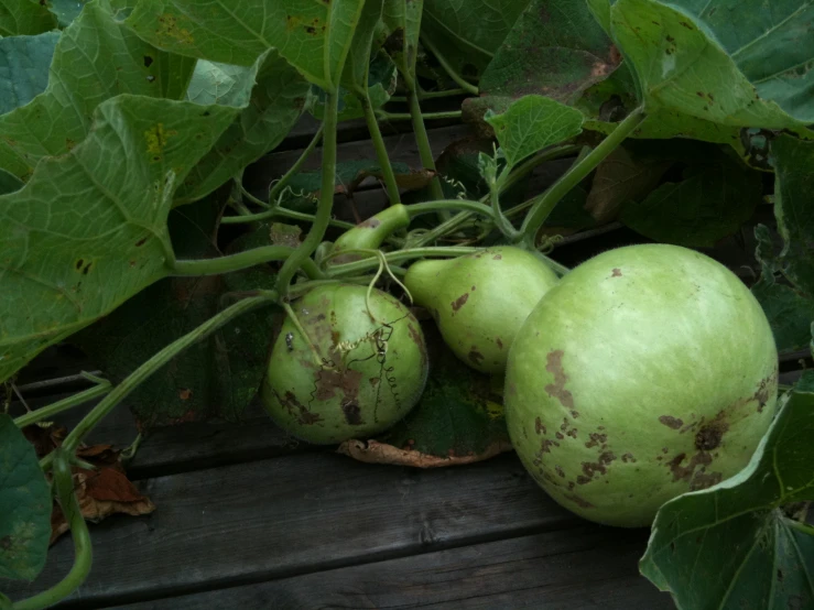 some green fruit is sitting on the ground