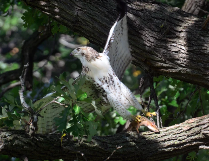 a hawk is about to land in the tree