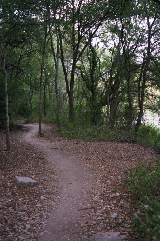 the trail leading to the water is very leafy