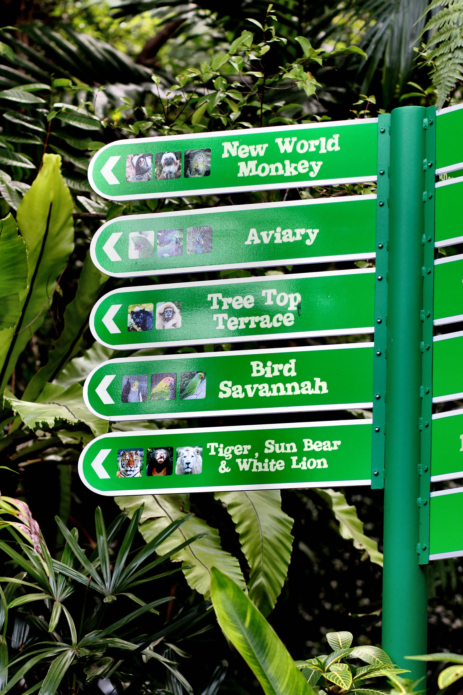 a signpost in front of many green plants