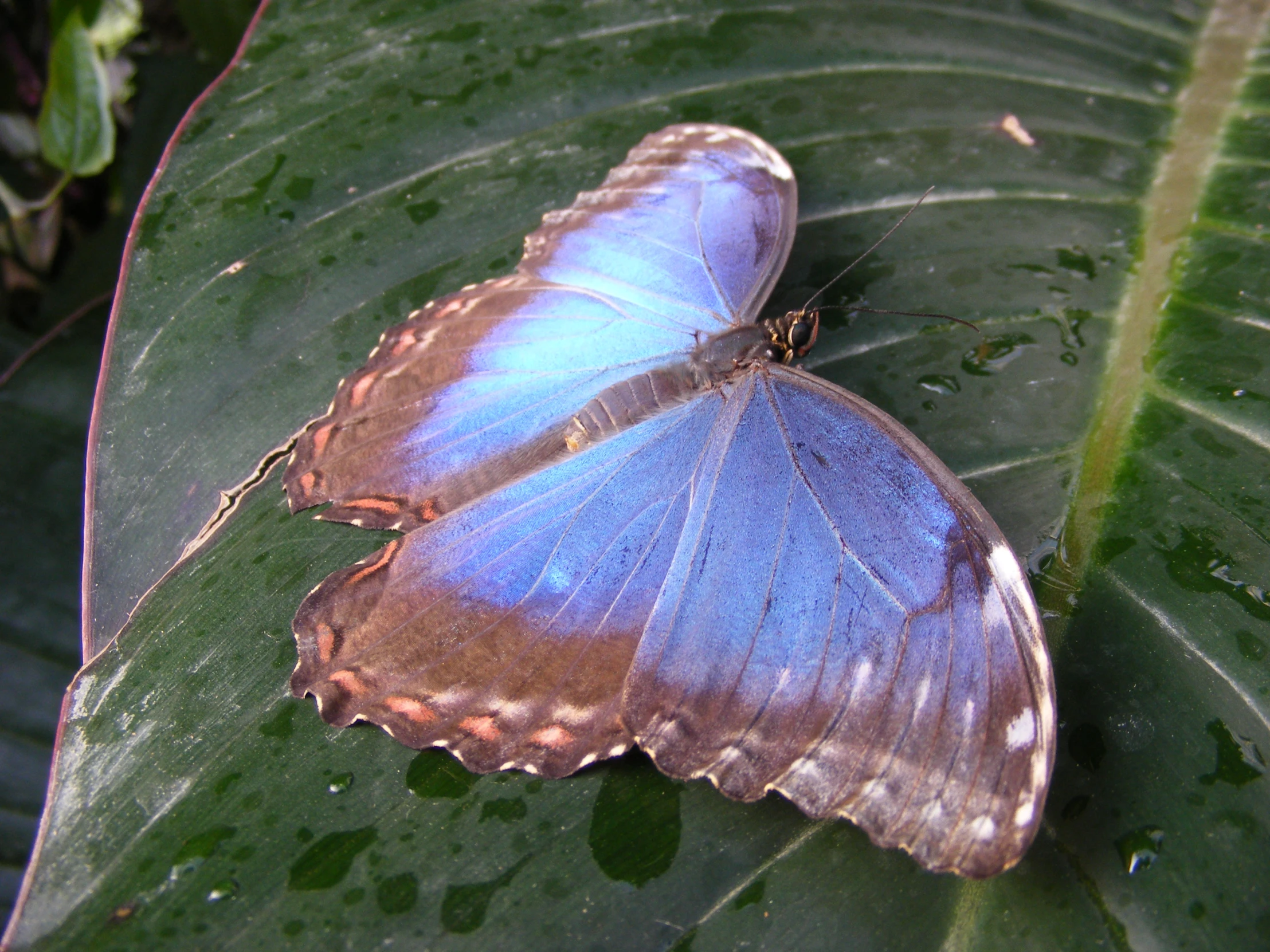 two blue erflies on a leaf near many other leaves