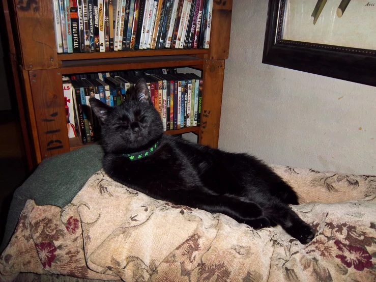 black cat laying down on the arm of the sofa